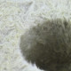 Cubo di lana di roccia Grodan con foro grande, 7,5X7,5X6,5cm - cartone da 384 pezzi