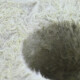 Grodan Blocco di lana di roccia a foro largo 7,5x7,5x6,5cm